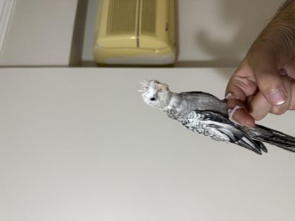 YAVRU WİFİ JUMBO SULTAN PAPAĞANI AL GÖTÜR