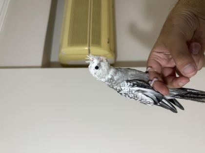 YAVRU WİFİ JUMBO SULTAN PAPAĞANI AL GÖTÜR