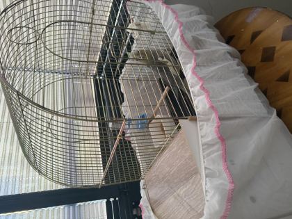 EŞLİ YUMURTALI SULTAN PAPAĞANI