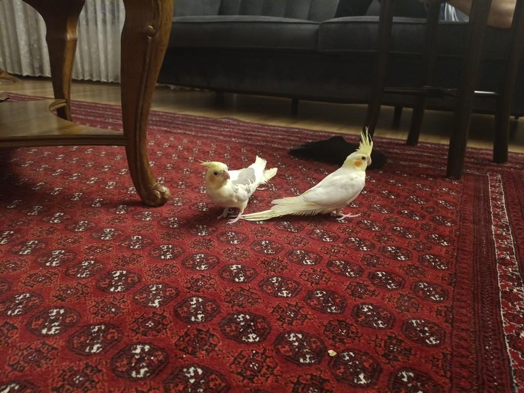 SULTAN PAPAĞANI 2 ADET
