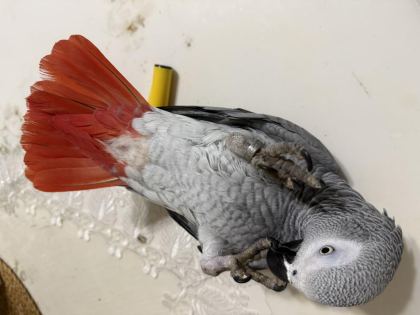 FULL ARTI FULL EVCİL KONUŞAN JAKO PAPAĞANI