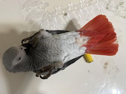 FULL ARTI FULL EVCİL KONUŞAN JAKO PAPAĞANI