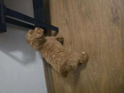 55 GÜNLÜK TOY POODLE ERKEK