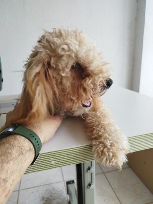 APRİKOT DİŞİ 8 AYLIK POODLE