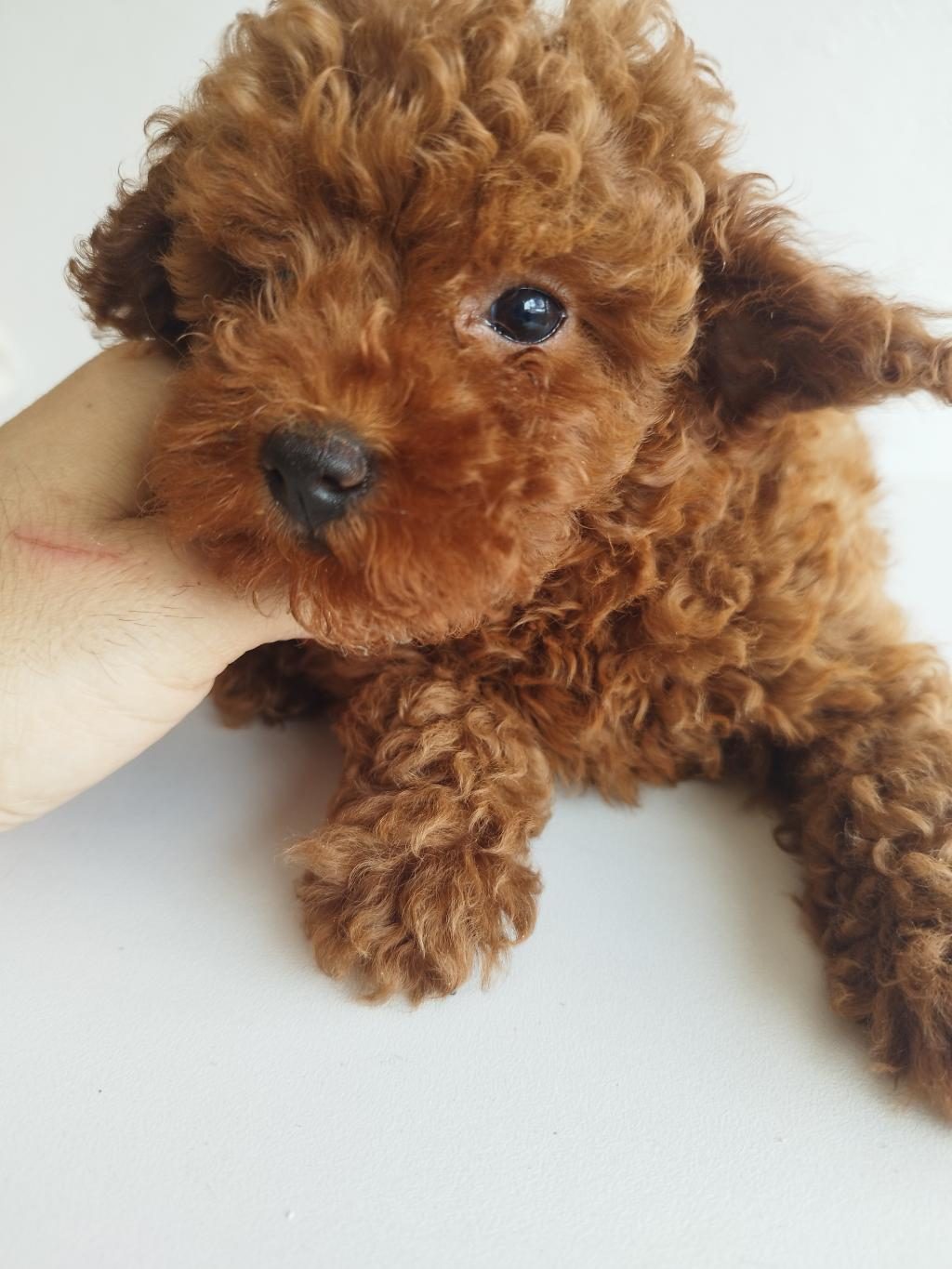 SAFKAN RED BROWN TOY VE KORE DİŞİ POODLE YAVRULAR