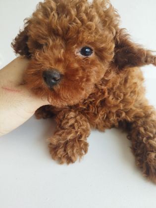 SAFKAN RED BROWN TOY VE KORE DİŞİ POODLE YAVRULAR