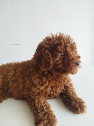 SAFKAN RED BROWN TOY VE KORE DİŞİ POODLE YAVRULAR