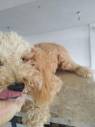 APRİKOT DİŞİ 8 AYLIK POODLE