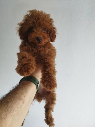 SAFKAN RED BROWN TOY VE KORE DİŞİ POODLE YAVRULAR