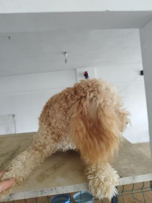 APRİKOT DİŞİ 8 AYLIK POODLE