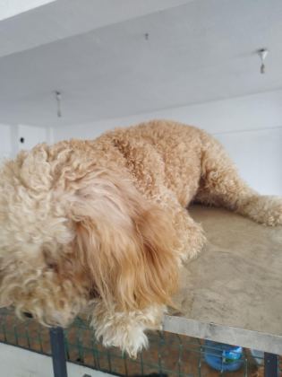 APRİKOT DİŞİ 8 AYLIK POODLE