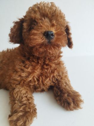 SAFKAN RED BROWN TOY VE KORE DİŞİ POODLE YAVRULAR