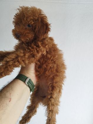 SAFKAN RED BROWN TOY VE KORE DİŞİ POODLE YAVRULAR