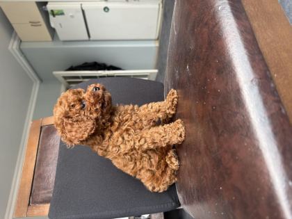 EV ORTAMINDA BÜYÜYEN PED EĞİTİMLİ MİNİ BOY POODLE