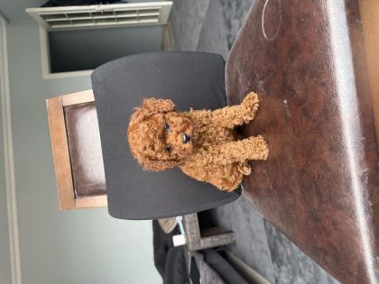EV ORTAMINDA BÜYÜYEN PED EĞİTİMLİ MİNİ BOY POODLE