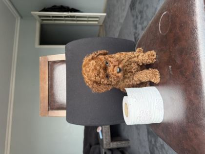 EV ORTAMINDA BÜYÜYEN PED EĞİTİMLİ MİNİ BOY POODLE