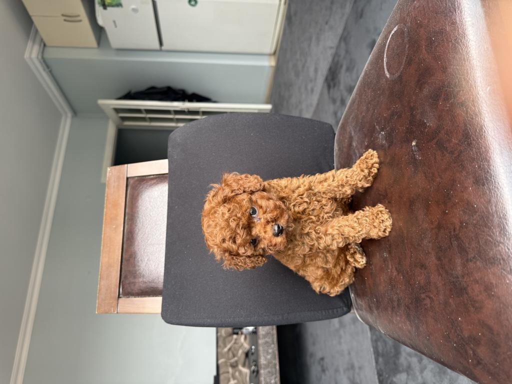 EV ORTAMINDA BÜYÜYEN PED EĞİTİMLİ MİNİ BOY POODLE