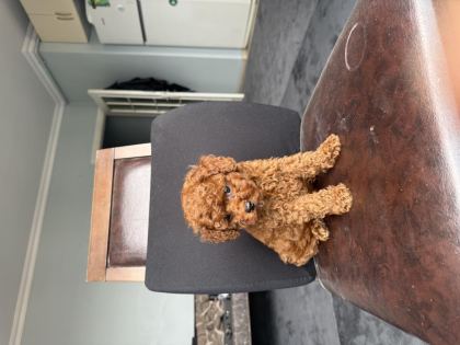 EV ORTAMINDA BÜYÜYEN PED EĞİTİMLİ MİNİ BOY POODLE