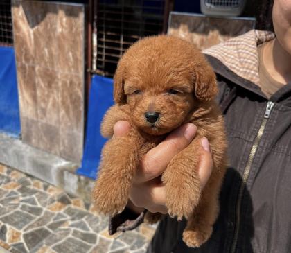 TOY POODLE YAVRULARIMIZ