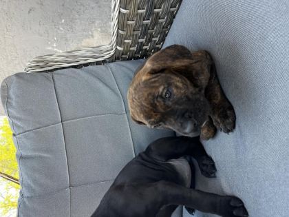 CANE CORSO YAVRULARIMIZ