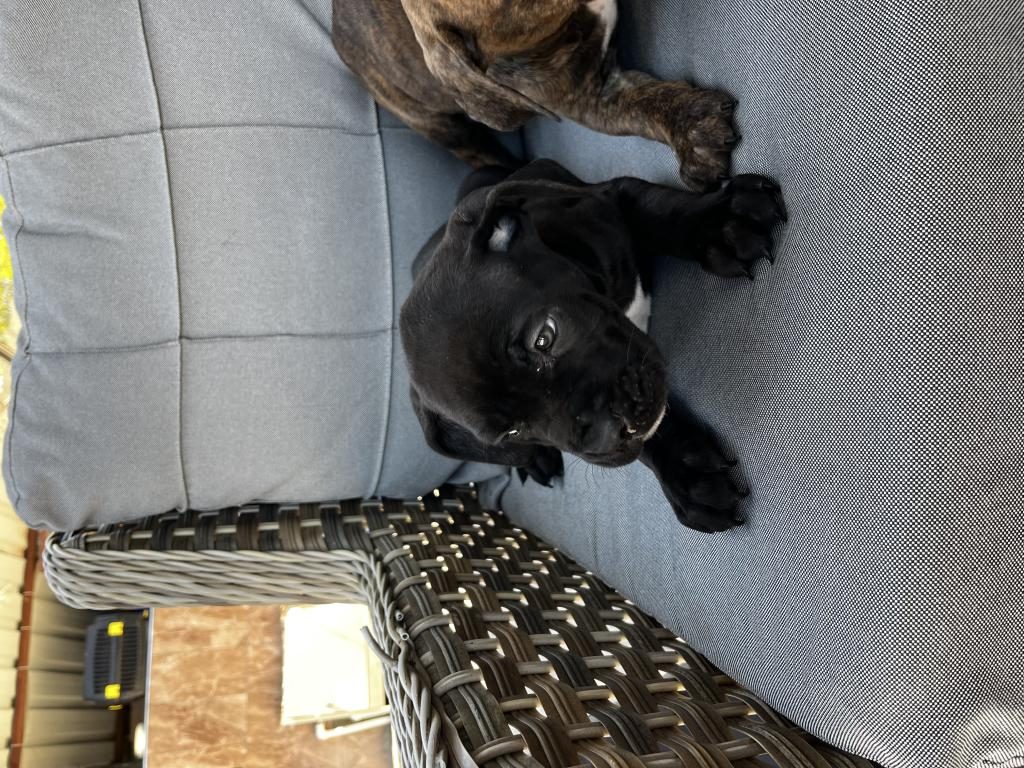 CANE CORSO YAVRULARIMIZ
