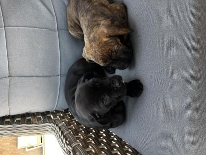 CANE CORSO YAVRULARIMIZ