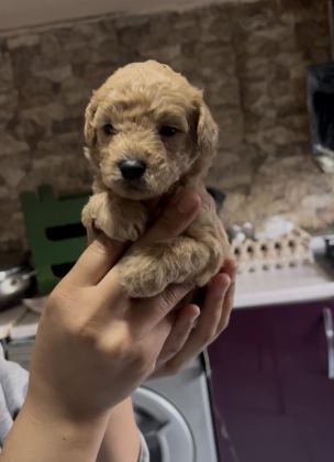 TOY POODLE YAVRULARIMIZ