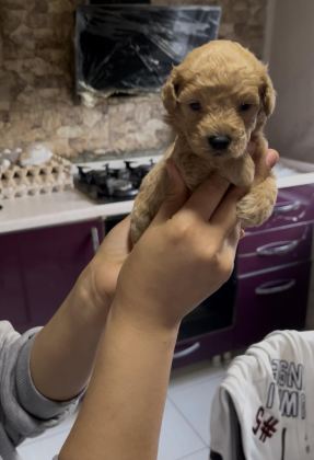 TOY POODLE YAVRULARIMIZ