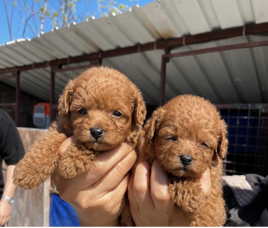 TOY POODLE YAVRULARIMIZ