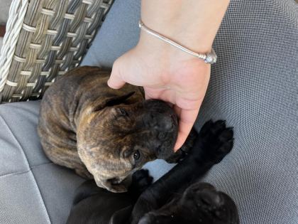 CANE CORSO YAVRULARIMIZ
