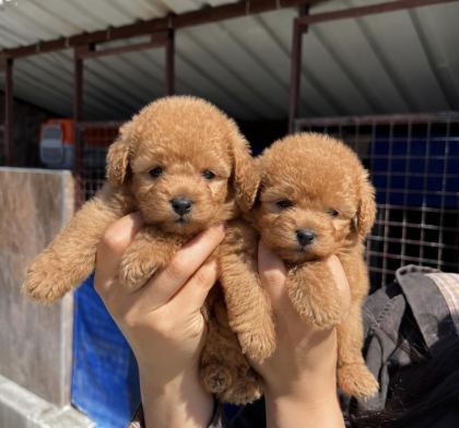 TOY POODLE YAVRULARIMIZ