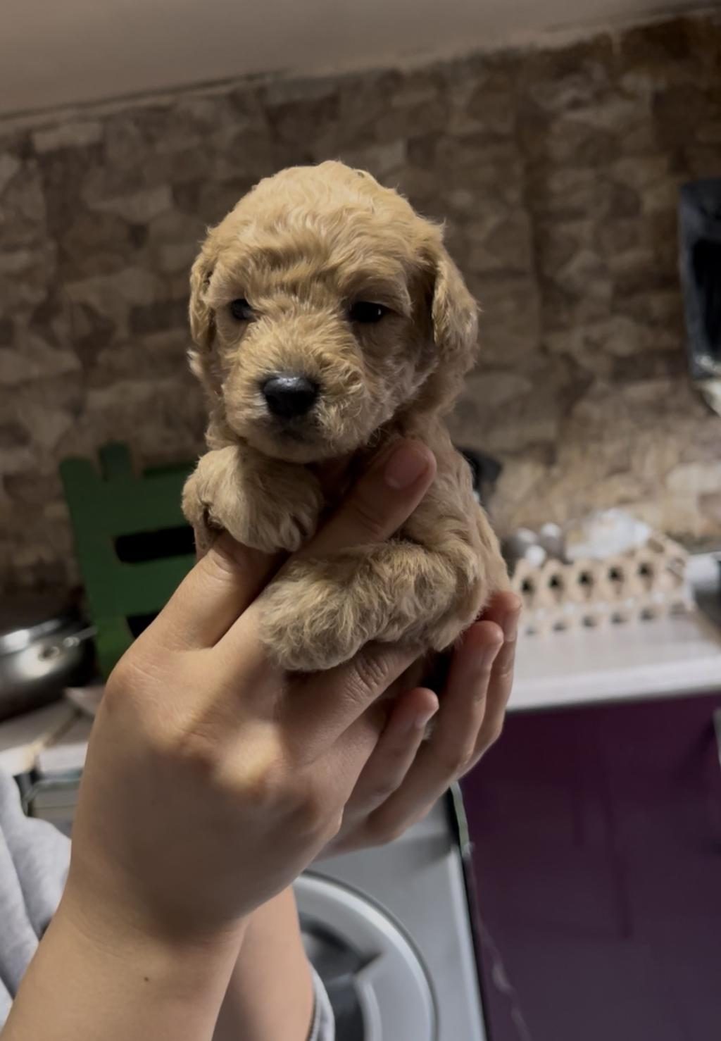 TOY POODLE YAVRULARIMIZ