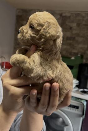 TOY POODLE YAVRULARIMIZ