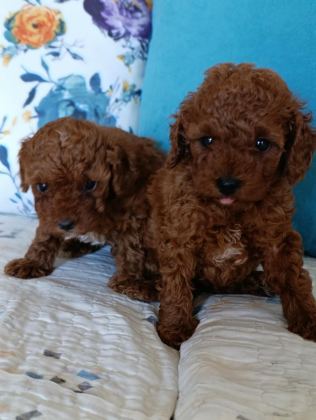 TOY POODLE YAVRULARIMIZ