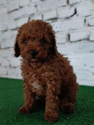 TOY POODLE YAVRUMUZ