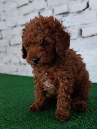 TOY POODLE YAVRUMUZ