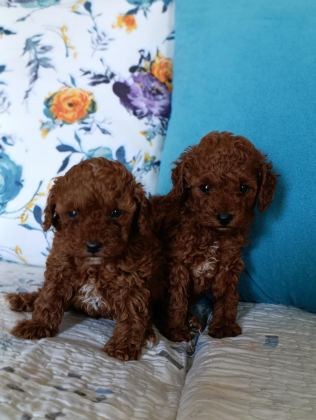TOY POODLE YAVRULARIMIZ