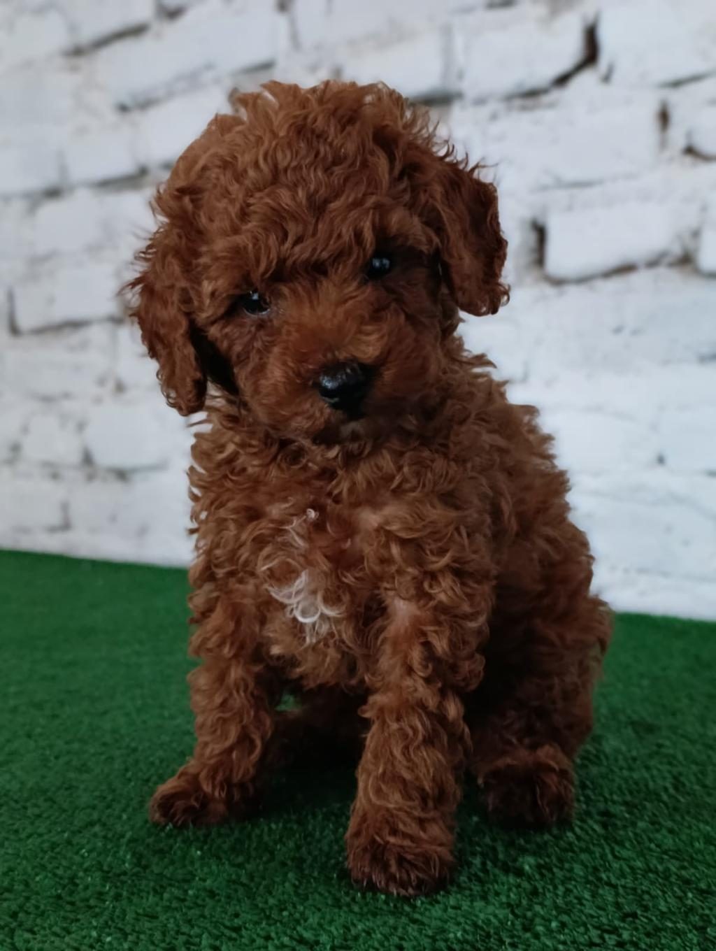TOY POODLE YAVRUMUZ