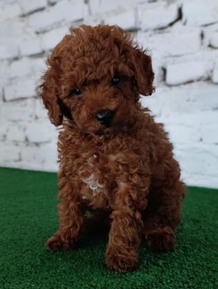 TOY POODLE YAVRUMUZ