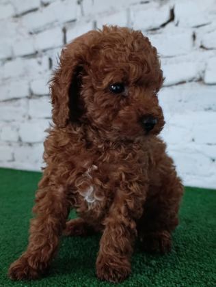 TOY POODLE YAVRUMUZ