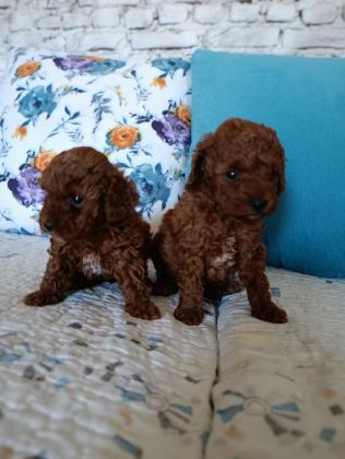 TOY POODLE YAVRULARIMIZ
