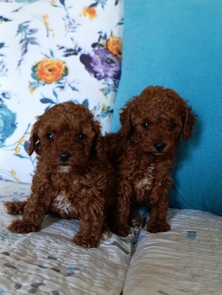 TOY POODLE YAVRULARIMIZ