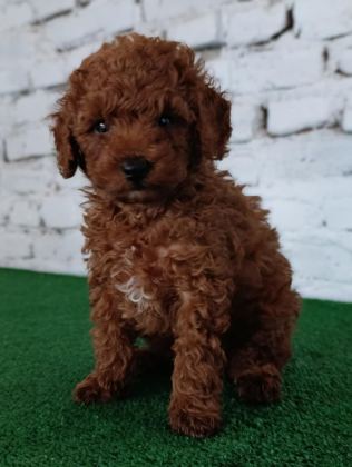 TOY POODLE YAVRUMUZ