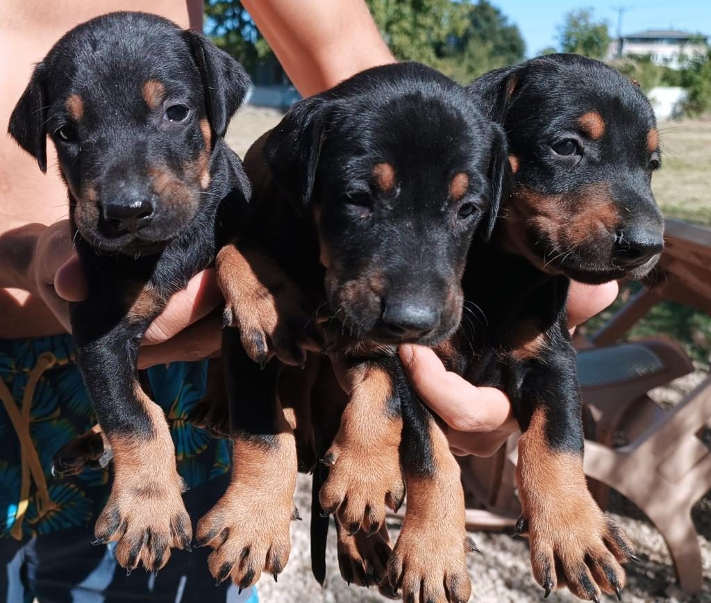 DOBERMAN YAVRULARIMIZ
