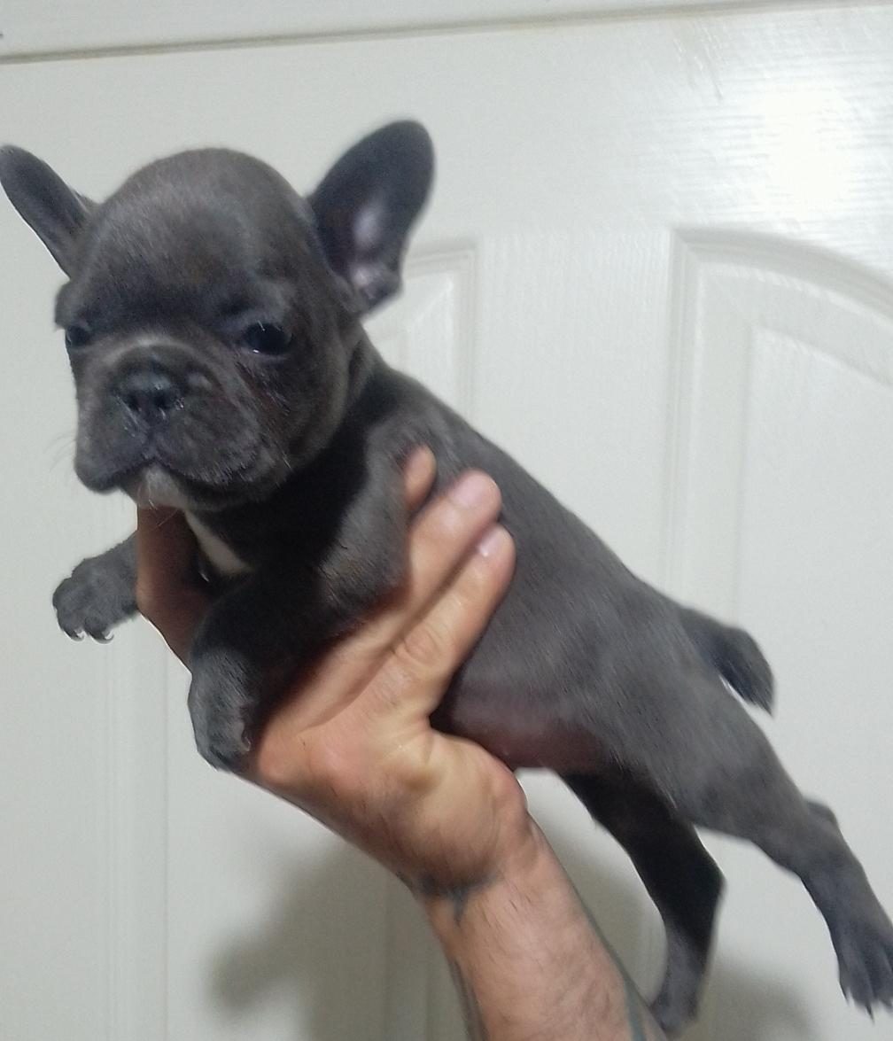 BLUE FRENCH BULLDOG YAVRULAR
