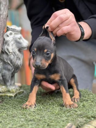DOBERMAN YAVRULARIMIZ
