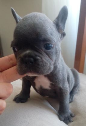 BLUE FRENCH BULLDOG YAVRULAR