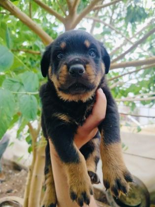 KOCA KAFA ERKEK ROTTWEİLER YAVRULARI