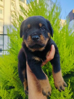 A KALİTE ROTTWEİLER YAVRULARI