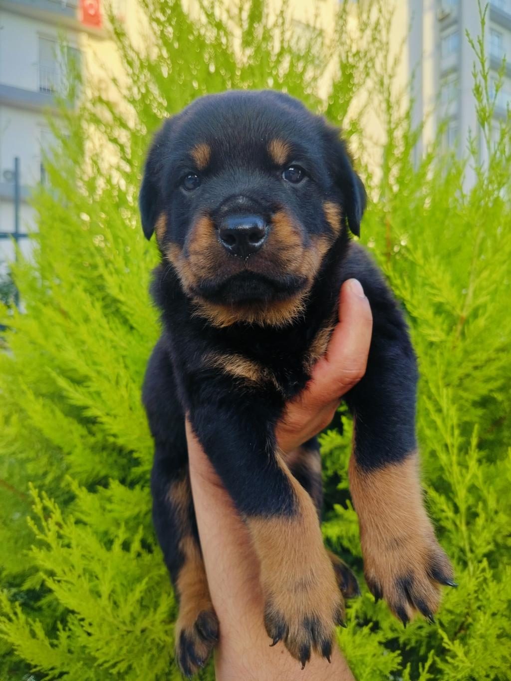 A KALİTE ROTTWEİLER YAVRULARI